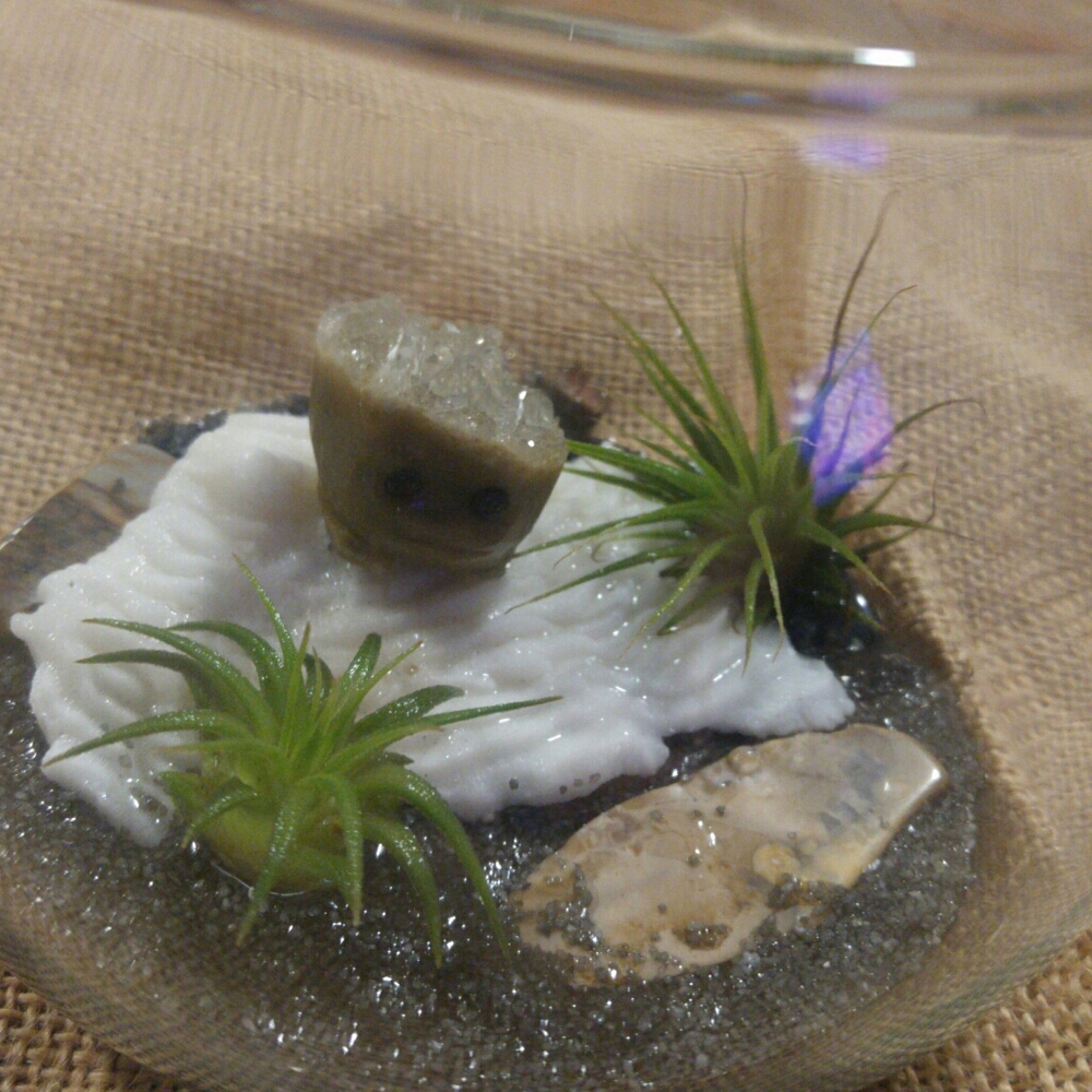 Air plants in a beautiful setting. An adorable hea
